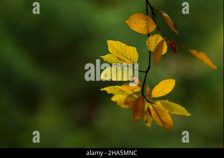 Bunte Herbstblätter der Rotbuche (fagus sylvatica), deutschland Stockfoto