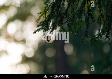 Ein Birkenblatt hat sich in den Zweigen einer Fichte (picea) verfangen, Rückenlicht, Abendstimmung im Wald, deutschland Stockfoto