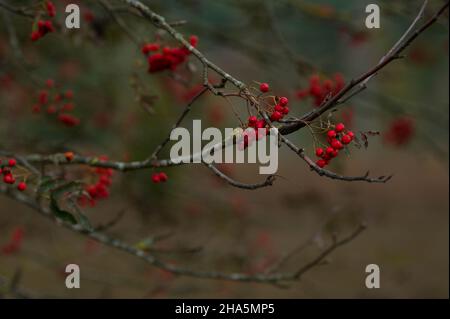 Rote Beeren aus Bergasche (sorbus aucuparia) im Büsenbachtal, in der Nähe von handeloh, Naturpark lüneburger Heide, deutschland, niedersachsen Stockfoto