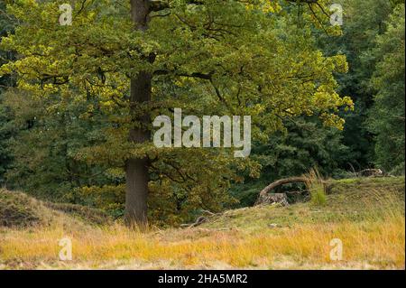 Eiche in der döhler heide,döhle bei egestorf,naturpark lüneburger Heide,deutschland,niedersachsen Stockfoto