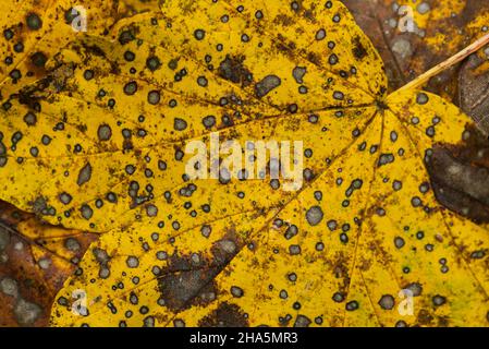 Gelbes Ahornblatt, Nahaufnahme, Blattstruktur und Zersetzung, Herbst, deutschland Stockfoto