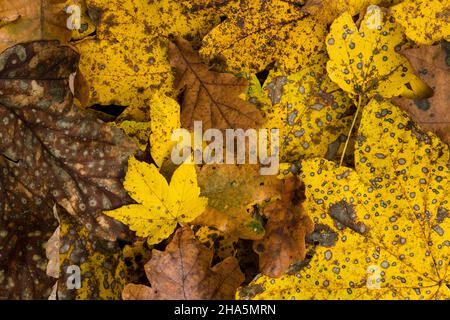 Bunte Blätter aus Ahorn und Eiche liegen auf dem Waldboden,Herbststimmung,deutschland Stockfoto