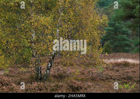 Birke mit bunten Herbstblättern im Büsenbachtal bei handeloh,naturpark lüneburger Heide,deutschland,niedersachsen