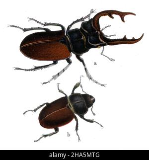 Europäischer Hirschkäfer Lucanus cervius, (Zoologie-Buch, 1913) Stockfoto