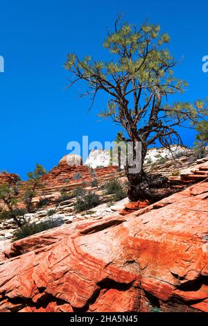 Lone Pine Tree wächst aus Sandsteinfelsen, Zion National Park, Utah Stockfoto