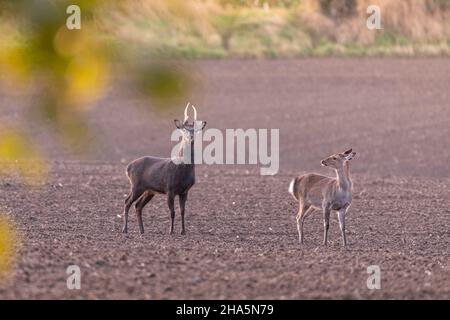 sika-Hirsch in schleswig-holstein. Stockfoto