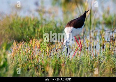 Himantopus himantopus oder Schwarzflügelstelze, die sich auf einem feuchten Wiesenwiese voller Gras und Insekten ernähren Stockfoto