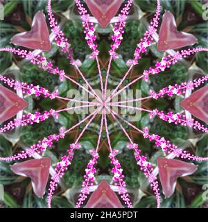 mandala, Blüten, Stockfoto