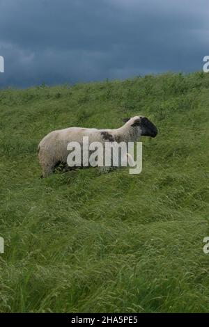 Ein Schaf mit einem kleinen Lamm auf dem Deich in freiburg, deutschland. Stockfoto