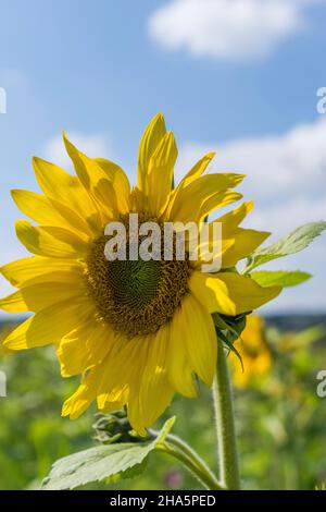 Sonnenblume in einem Wildblumenfeld in der Nähe von stade, deutschland. Stockfoto
