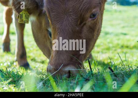 Eine Kuh, die Gras auf der Wiese in strande frisst. Stockfoto