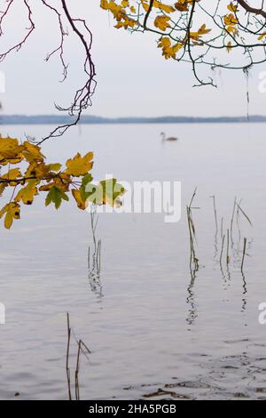 Spazieren Sie an einem grauen Herbsttag am plöner See in plön. Stockfoto