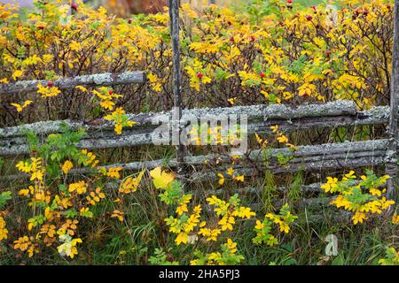 Alter Zaun mit Rosenhecke im Herbst,tällberg,dalarna,schweden Stockfoto