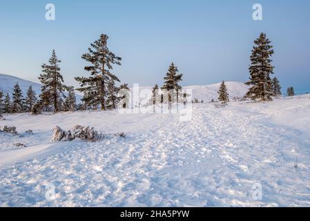 Baumlinie,pallastunturi,muonio,lappland,finnland Stockfoto