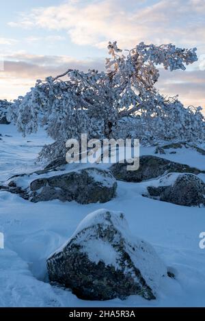 Baumlinie,särkitunturi,muonio,lappland,finnland Stockfoto