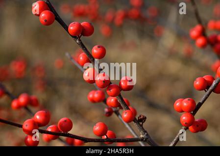 Ilex verticillata oder winterberry in der trüben Sonne an einem Wintertag. Es ist eine Art von Stechpalme, die im östlichen Nordamerika in den Vereinigten Staaten und beheimatet ist Stockfoto