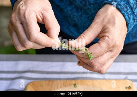 Schritte bei der Herstellung von Thymian-Bonbons, werden aus den Zweigen Nahaufnahme-Thymianblätter entnommen Stockfoto