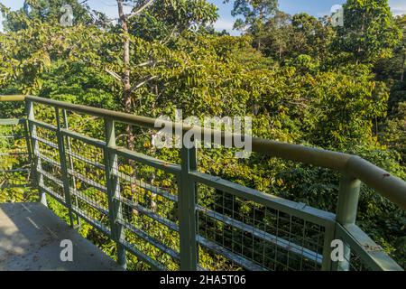 Blick vom Aussichtsturm im Rainforest Discovery Center in Sepilok, Sabah, Malaysia Stockfoto