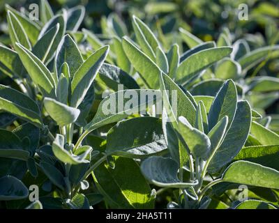 Salbeiblätter im Gartenbett, Nahaufnahme Stockfoto