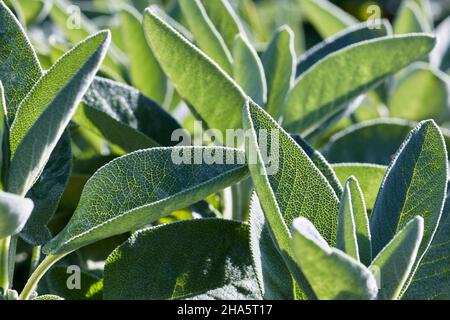 Salbeiblätter im Gartenbett, Nahaufnahme Stockfoto