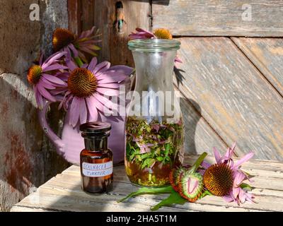 Konelblüten- oder Echinacea-Tinktur in einer braunen Apothekenflasche, eine Weckflasche mit zerdrücktem Echinacea und zwei Echinacea-Blüten, von denen eine in zwei Hälften geschnitten ist, auf einem Holztisch vor einem Krug mit weiteren Blumen und einer Holztür Stockfoto