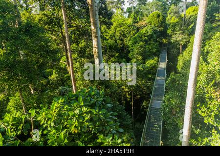 Baldachin Beobachtungsbrücke im Rainforest Discovery Center in Sepilok, Sabah, Malaysia Stockfoto