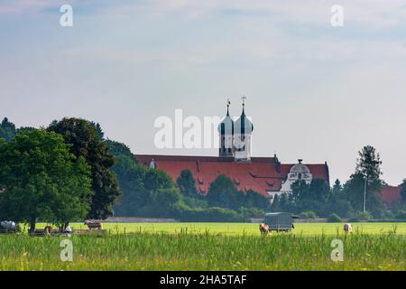 benediktbeuern,benediktbeuern Abtei,Wiese,Pferde in oberbayern,bayern,deutschland Stockfoto