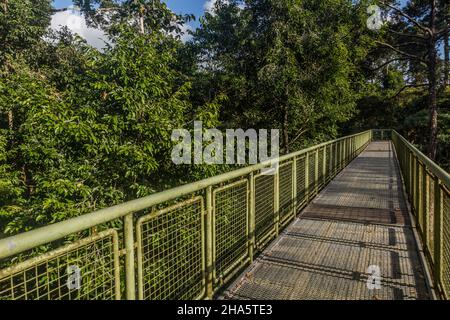 Baldachin Beobachtungsbrücke im Rainforest Discovery Center in Sepilok, Sabah, Malaysia Stockfoto