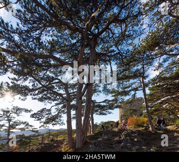 mödling,naturpark föhrenberge(naturpark föhrenberge),schwarzer turm(schwarzer Turm),Bäume österreichische Kiefer (Schwarzkiefer,pinus nigra) in wienerwald,wienerwald,niederösterreich,österreich Stockfoto