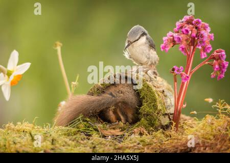 Nahaufnahme eines roten Eichhörnchens zurück im Baumstamm und einem Nuthatch auf der Oberseite, der die Lilablüte beobachtet Stockfoto