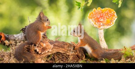 zwei junge rote Eichhörnchen stehend mit Pilzen Stockfoto