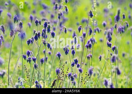 Nahaufnahme von violetten Blüten von Salvia Nutans oder nickender Salbei auf der Wiese. Selektiver Fokus Stockfoto