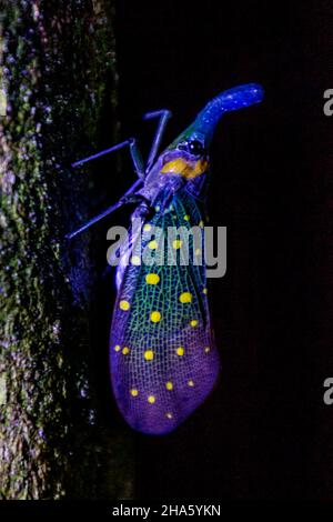 Laternenwanze in der Nähe des Flusses Kinabatangan, Sabah, Malaysia Stockfoto