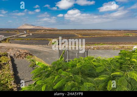 Flammenbaum,Landwirtschaft in der Vulkanlandschaft,in der Nähe von mancha blanca,tinajo,hinter den Vulkanen montana Caldera blanca,458 m,und montana Caldereta,Nationalpark Los volcanes,parque natural de los volcanes,Naturschutzgebiet,lanzarote,Kanaren,kanarische Inseln,spanien,europa Stockfoto