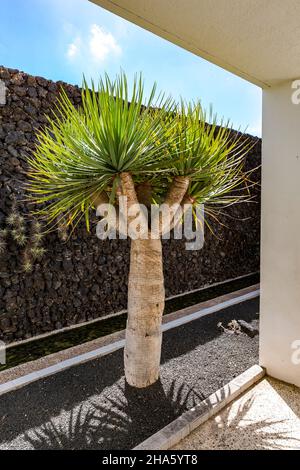 kanarische Drachenbäume, dracopalme, (dracaena draco), timanfaya Informations- und Besucherzentrum, mancha blanca, Centro de visitantes e interpretación, lanzarote, Kanaren, kanarische Inseln, spanien, europa Stockfoto