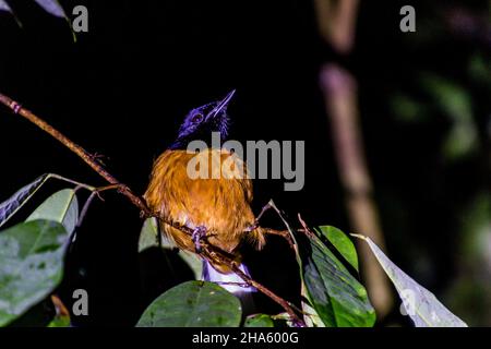 Der weißgekrönte shama Copsychus stricklandii in der Nähe des Flusses Kinabatangan, Sabah, Malaysia Stockfoto