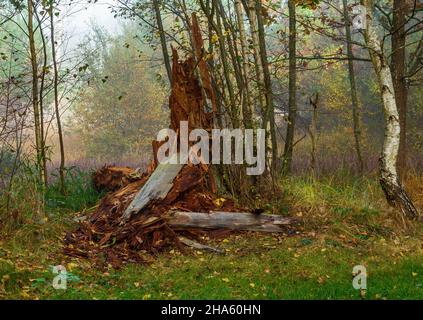 Baumstumpf einer Fichte in schönbuch auf dem bromberg in der Nähe des naturdenkmals birkensee, altdorf, baden-württemberg, deutschland Stockfoto