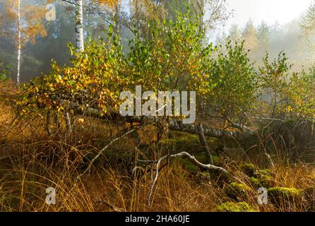 Morgenstimmung in schönbuch in der Nähe des naturdenkmals birkensee, altdorf, baden-württemberg, deutschland Stockfoto