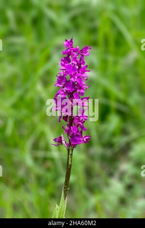 deutschland,baden-württemberg,pfullingen,orchis mascula,die blaue Metzgerorchidee,Fundort auf dem schönberg Stockfoto