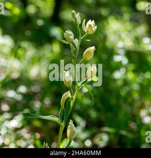 blaubeuren-pappelau,weißes Helleborine,cepalanthera damasonium,die Orchidee steht unter Naturschutz,blaubeuren,baden-württemberg,deutschland Stockfoto