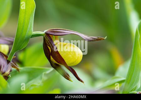 deutschland,baden-württemberg,hohenstein-eglingen,gelber Frauenschuh,cypripedium calceolus,Orchidee Stockfoto