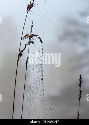Taubenspinnengewebe auf einem Grashalm in schönbuch in der Nähe des naturdenkmals birkensee, altdorf, baden-württemberg, deutschland Stockfoto