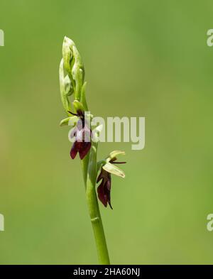 deutschland, baden-württemberg, hohenstein-eglingen, Fliegenorchidee, ophrys insectifera, Orchidee Stockfoto