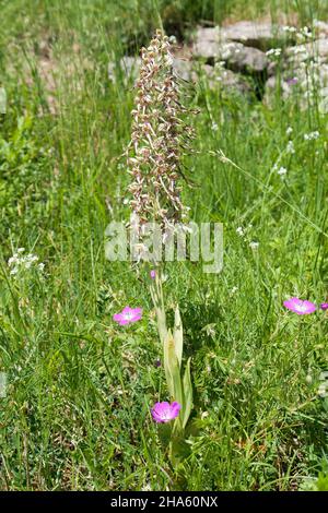 Die Echsenorchidee steht unter Naturschutz,tübingen,baden-württemberg,deutschland Stockfoto