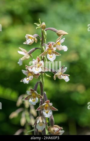 deutschland, baden-württemberg, tübingen, Epipactis palustris, Sumpforchidee Stockfoto