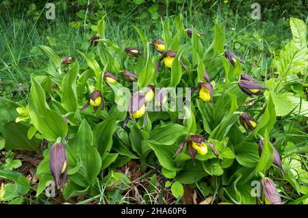 deutschland,baden-württemberg,hohenstein-eglingen,gelber Frauenschuh,cypripedium calceolus,Orchidee Stockfoto