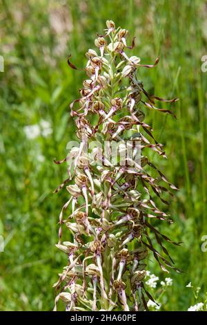 Die Echsenorchidee steht unter Naturschutz,tübingen,baden-württemberg,deutschland Stockfoto