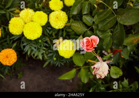 Rosa Rose im Garten. Ein Busch von schönen Rose im Sommerlicht. Schöne Frühling oder Sommer blühenden RosenpflanzenTagetes patula französisch Ringelblume gelb Stockfoto