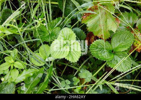 Nahaufnahme der grünen Erdbeerblätter im Garten. Die grünen Büsche der Erdbeere im Sommer. Tau oder Regen tropft auf die Blätter. Selektiver Fokus, Unschärfe Stockfoto