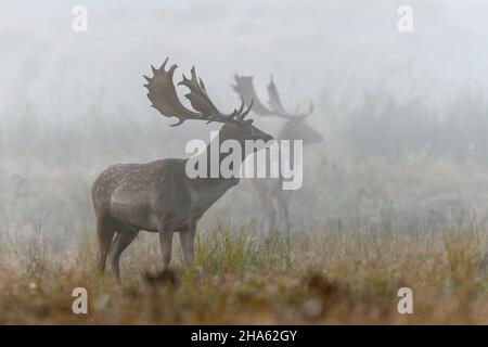 Damwild auf freiem Platz im Nebel,Cervius dama,Herbst,oktober,hessen,deutschland,europa Stockfoto